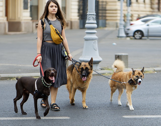 woman-7377662_640 best gig apps image 1 dog walker